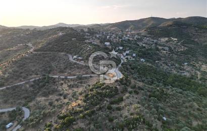 Orhanlı Köyünde Fırsat Konumda 10.550m2 Zeytin Ağaçlı Tarla