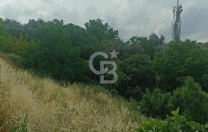 1244 m2 izmir bergama ürkütler köyünde imarlı arsa
