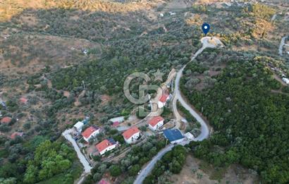 Orhanlı Köyünde Fırsat Konumda 10.550m2 Zeytin Ağaçlı Tarla