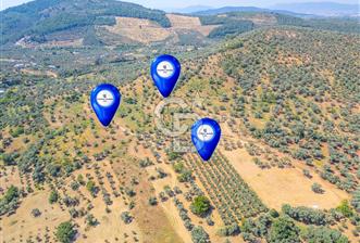 Torbalı Karakızlar'da Satılık Zeytinlik - 5 - 343712