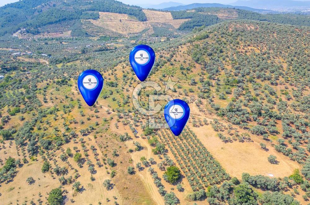 Torbalı Karakızlar Satılık Zeytinlik