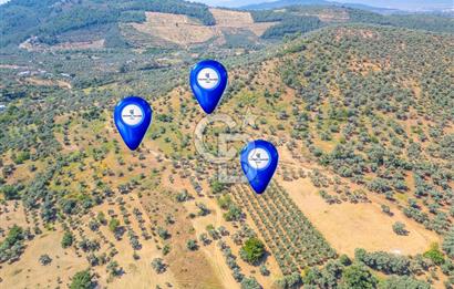 Torbalı Karakızlar Satılık Zeytinlik
