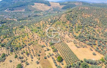 Torbalı Karakızlar Satılık Zeytinlik