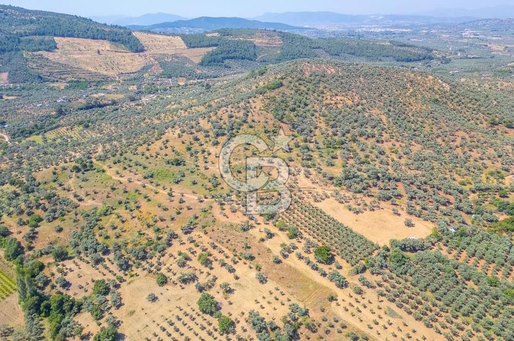 Torbalı Karakızlar Satılık Zeytinlik