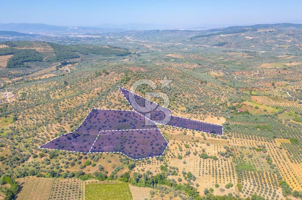 Torbalı Karakızlar Satılık Zeytinlik