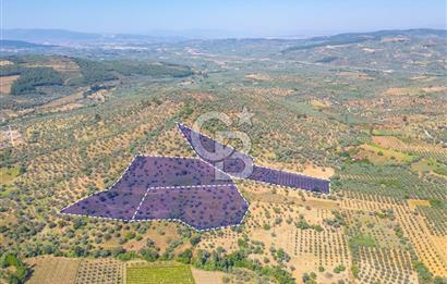 Torbalı Karakızlar Satılık Zeytinlik