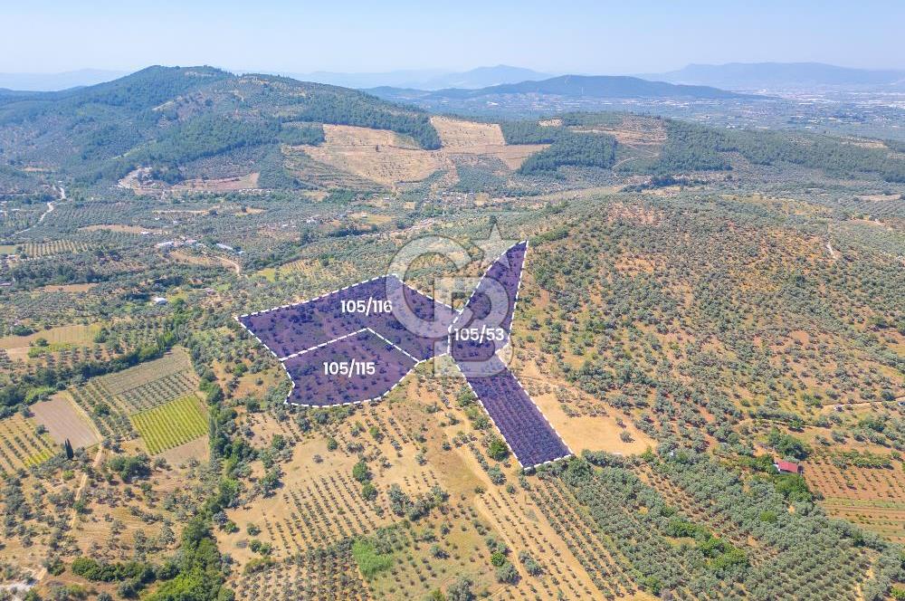 Torbalı Karakızlar Satılık Zeytinlik