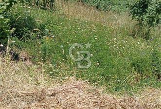 Çatalca Kabakcada Satılık Tarla - 1 - 357349