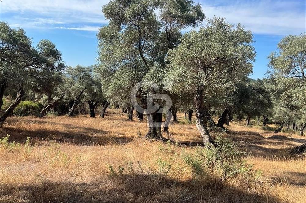 Milas Kafaca'da Kaçırılmayacak Yatırımlık Zeytinlik