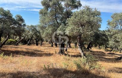 Milas Kafaca'da Kaçırılmayacak Yatırımlık Zeytinlik