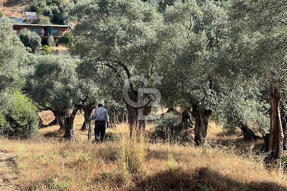 Milas Kafaca'da Kaçırılmayacak Yatırımlık Zeytinlik