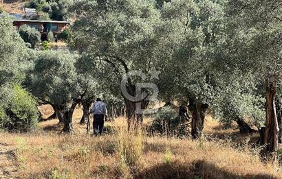 Milas Kafaca'da Kaçırılmayacak Yatırımlık Zeytinlik