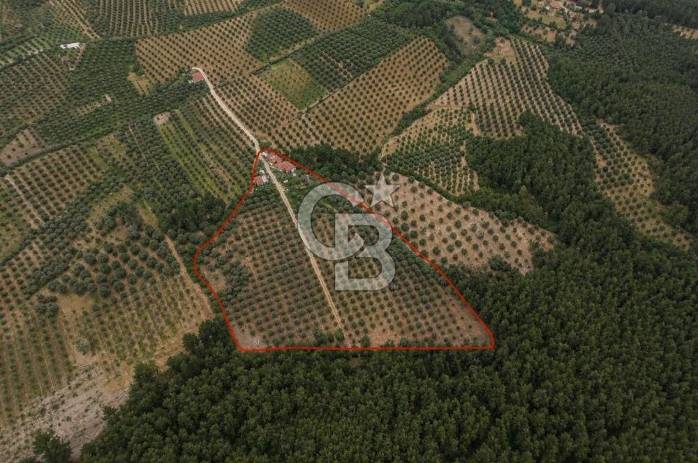 Manisa / Akhisar / Şehitler'de Satılık 16.125 m² Zeytinlik