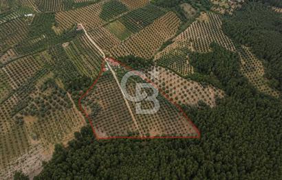 Manisa / Akhisar / Şehitler'de Satılık 16.125 m² Zeytinlik