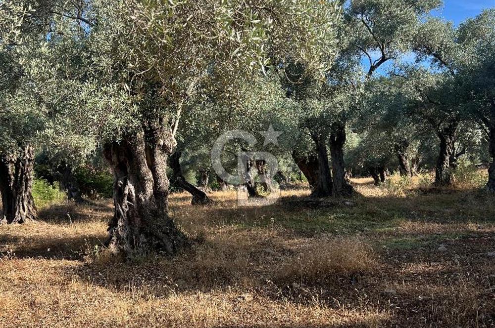 Milas Kafaca'da Kaçırılmayacak Yatırımlık Zeytinlik
