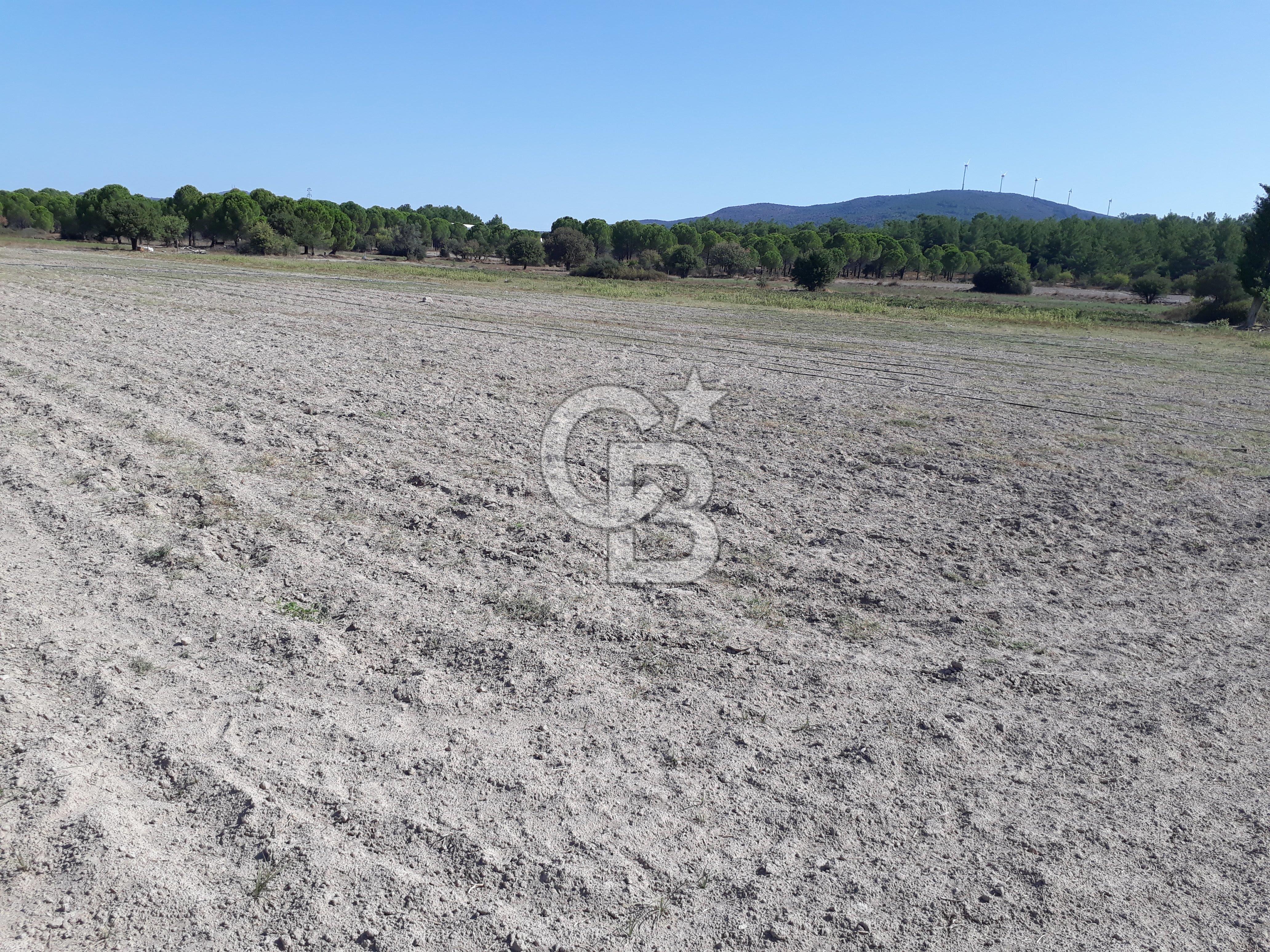 İZMİR URLA BİRGİ MAHALLESİ'NDE SATILIK TARLA