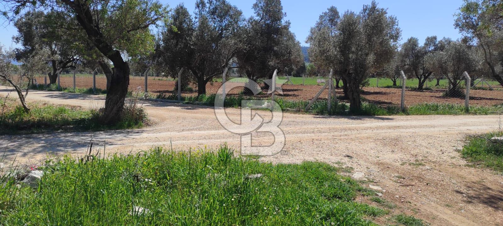 Urla Birgi'de, Bağların ve Zeytinliklerin Arasında Ege'nin Saklı
