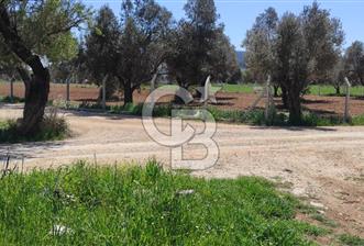 Urla Birgi'de, Bağların ve Zeytinliklerin Arasında Ege'nin Saklı - 1 - 357606