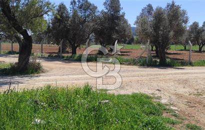 Urla Birgi'de, Bağların ve Zeytinliklerin Arasında Ege'nin Saklı