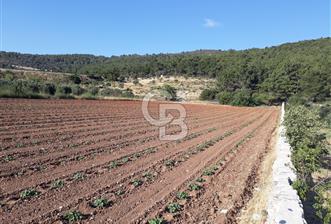 Eski Çeşme Yolu'nda Doğaya Yatırım, Huzura Komşuluk - 8 - 357607