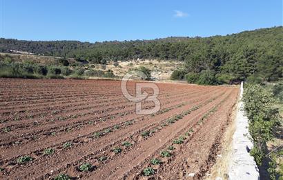 Eski Çeşme Yolu'nda Doğaya Yatırım, Huzura Komşuluk