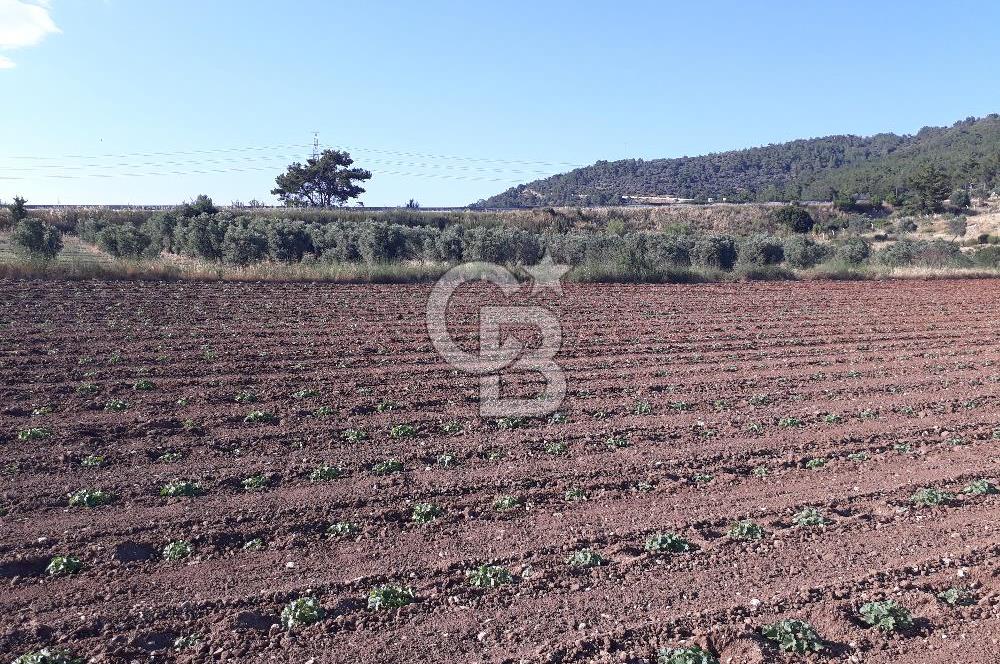 Eski Çeşme Yolu'nda Doğaya Yatırım, Huzura Komşuluk