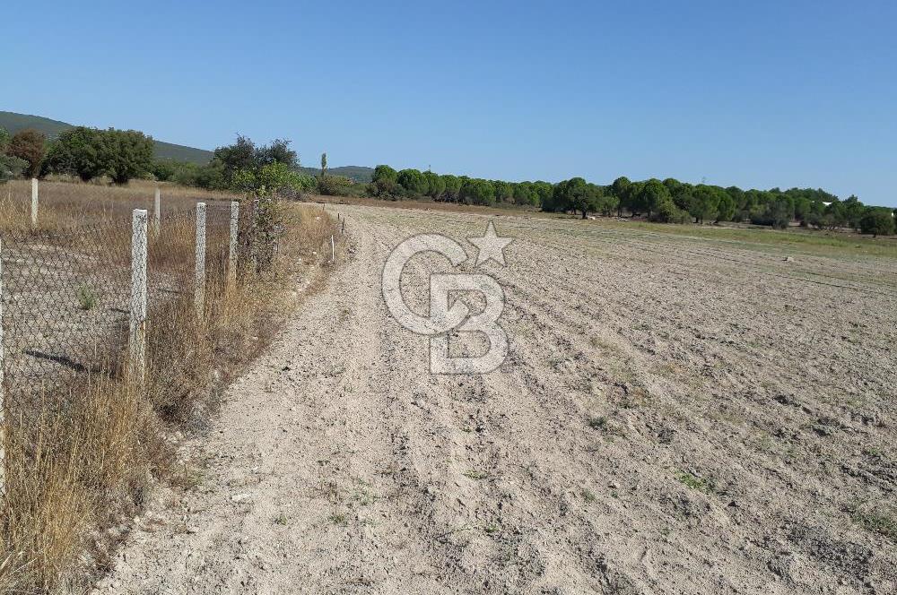 İZMİR URLA BİRGİ MAHALLESİ'NDE SATILIK TARLA