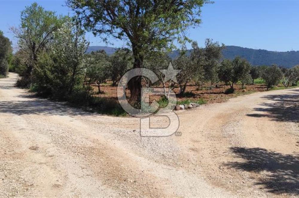 Urla Birgi'de, Bağların ve Zeytinliklerin Arasında Ege'nin Saklı