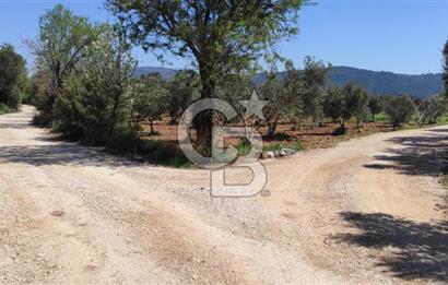 Urla Birgi'de, Bağların ve Zeytinliklerin Arasında Ege'nin Saklı