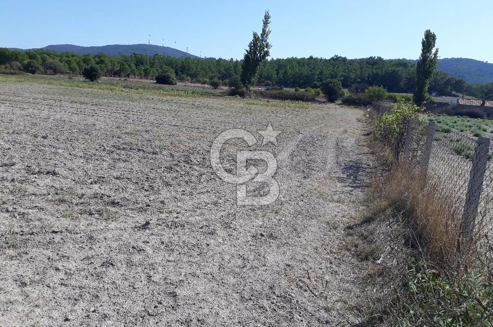 İZMİR URLA BİRGİ MAHALLESİ'NDE SATILIK TARLA