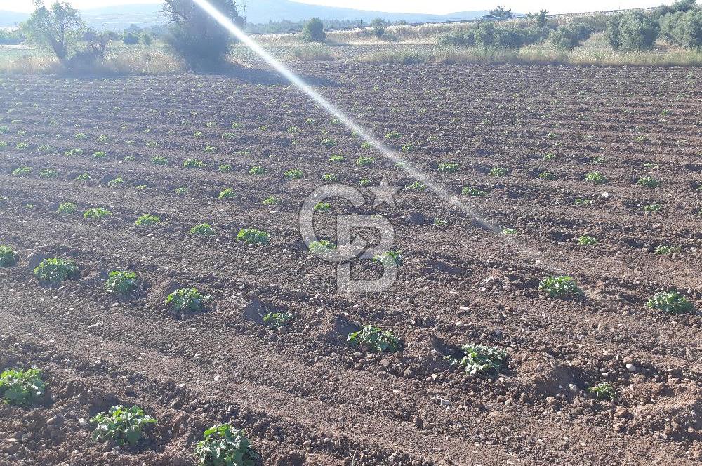 Eski Çeşme Yolu'nda Doğaya Yatırım, Huzura Komşuluk