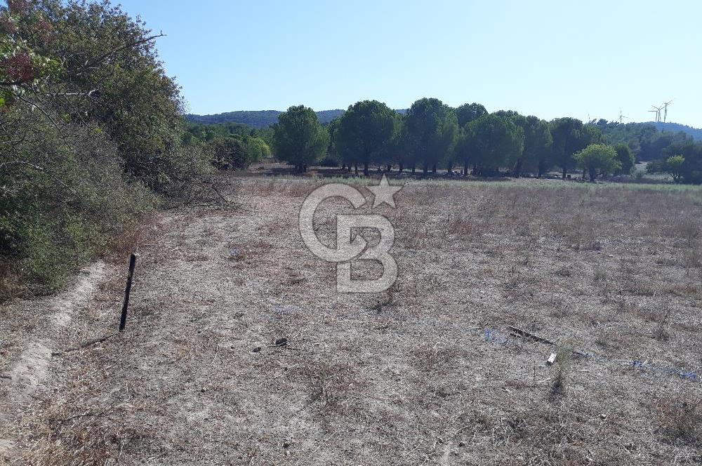 İZMİR URLA BİRGİ MAHALLESİ'NDE SATILIK TARLA