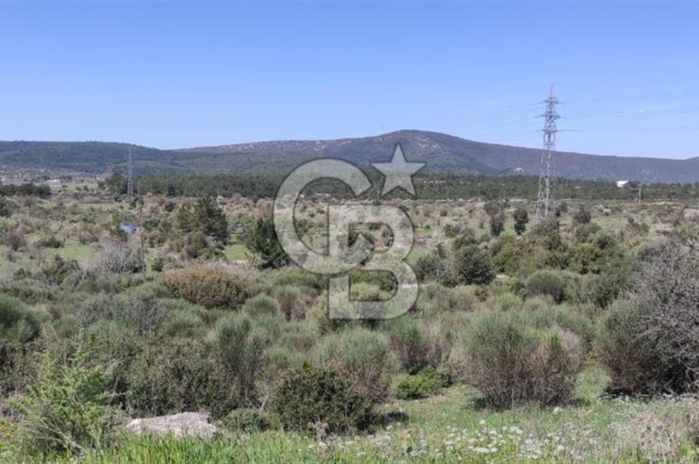 Urla Birgi'de, Doğanın Kalbinde Değerli Bir Yatırım Fırsatı