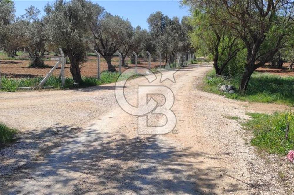 Urla Birgi'de, Bağların ve Zeytinliklerin Arasında Ege'nin Saklı