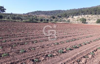 Eski Çeşme Yolu'nda Doğaya Yatırım, Huzura Komşuluk