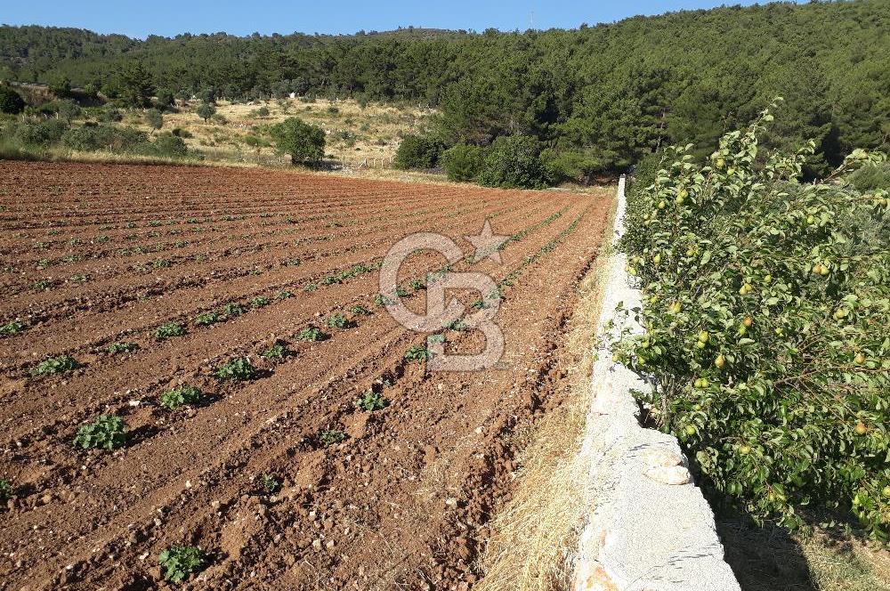 Eski Çeşme Yolu'nda Doğaya Yatırım, Huzura Komşuluk