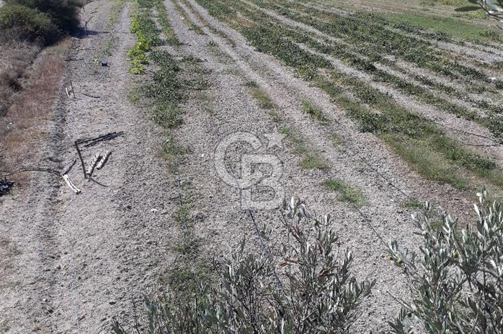 İZMİR URLA BİRGİ MAHALLESİ'NDE SATILIK TARLA