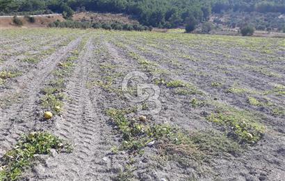 Eski Çeşme Yolu'nda Doğaya Yatırım, Huzura Komşuluk