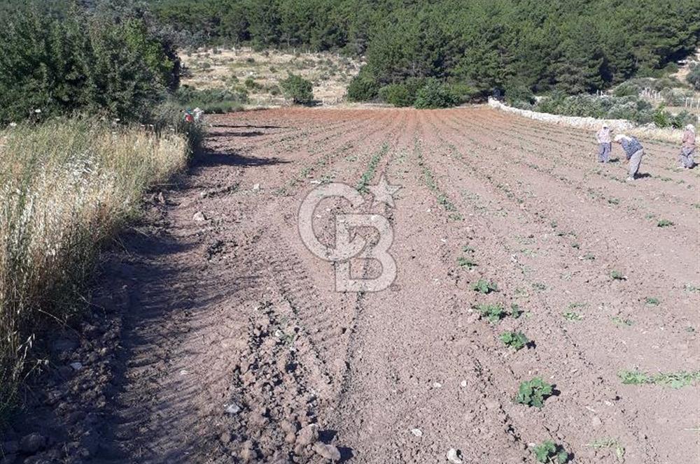 Eski Çeşme Yolu'nda Doğaya Yatırım, Huzura Komşuluk