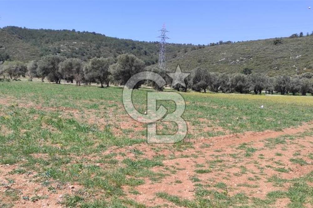 Urla Birgi'de, Bağların ve Zeytinliklerin Arasında Ege'nin Saklı