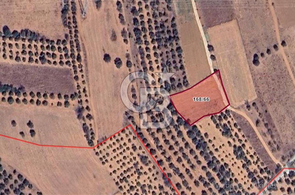 Urla Birgi'de, Bağların ve Zeytinliklerin Arasında Ege'nin Saklı