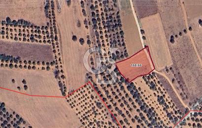 Urla Birgi'de, Bağların ve Zeytinliklerin Arasında Ege'nin Saklı