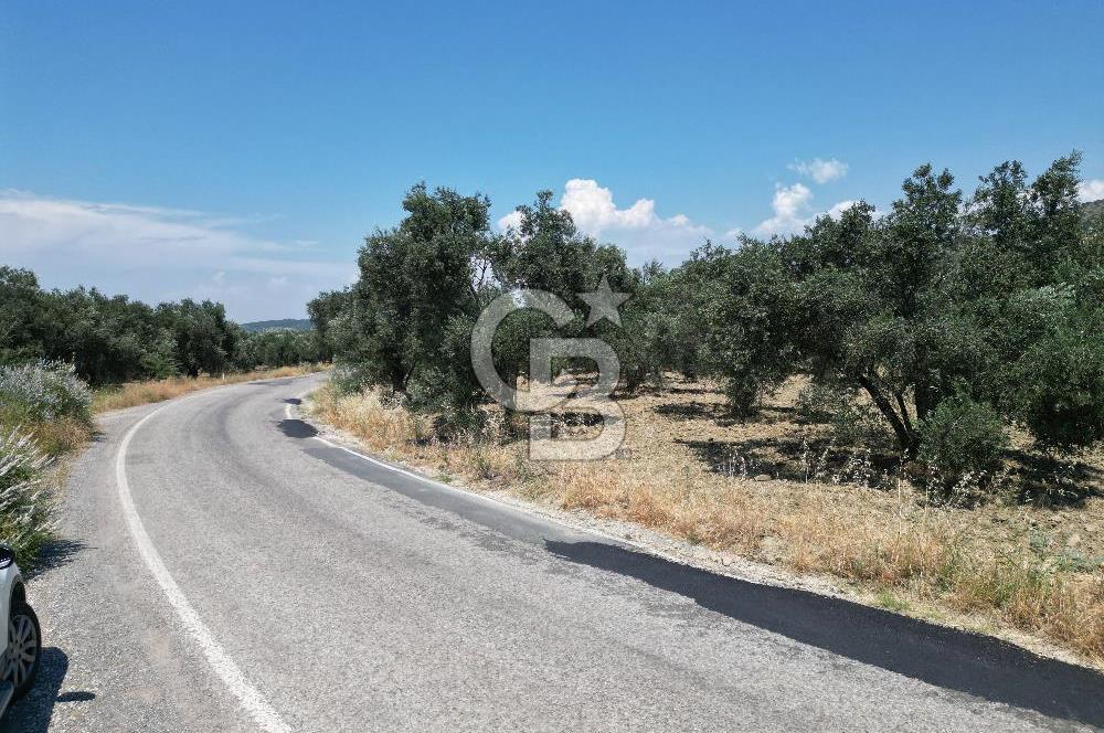 Ayvalık Türközü'nde Asfalt Yola Cepheli Satılık Zeytinlik 