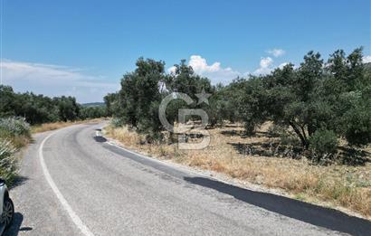 Ayvalık Türközü'nde Asfalt Yola Cepheli Satılık Zeytinlik 