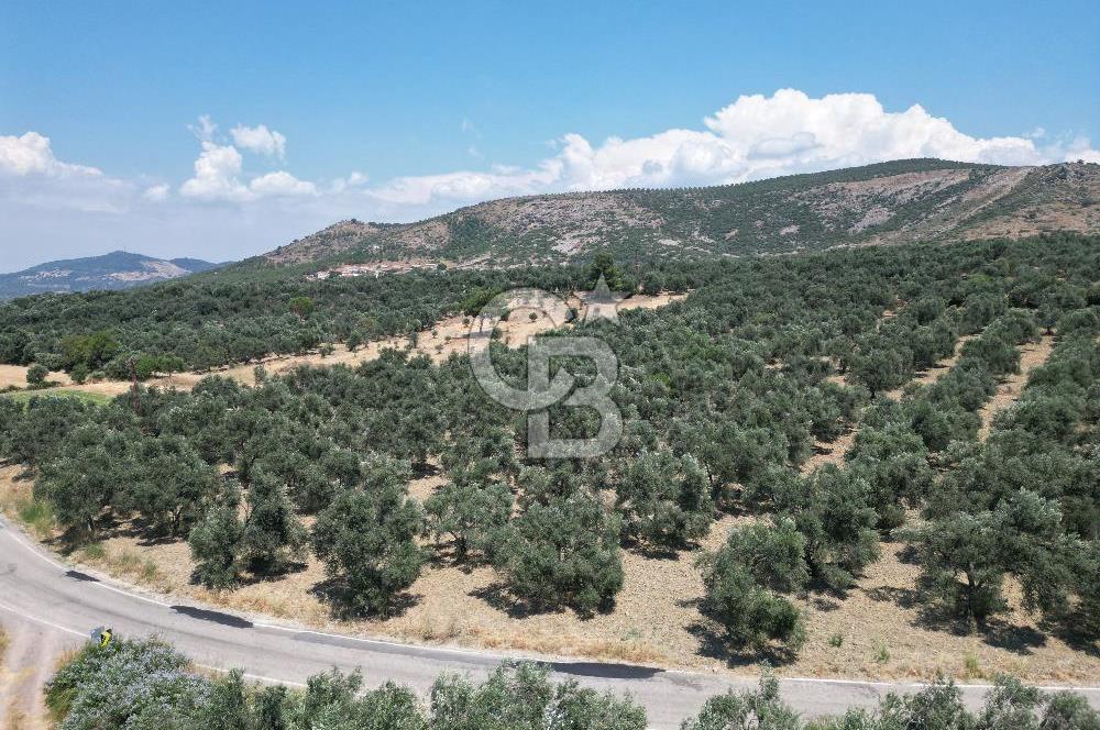 Ayvalık Türközü'nde Asfalt Yola Cepheli Satılık Zeytinlik 