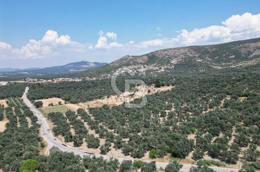 Ayvalık Türközü'nde Asfalt Yola Cepheli Satılık Zeytinlik 
