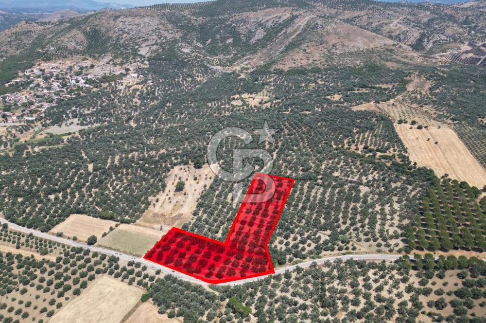 Ayvalık Türközü'nde Asfalt Yola Cepheli Satılık Zeytinlik 