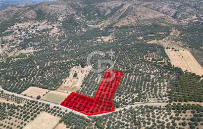 Ayvalık Türközü'nde Asfalt Yola Cepheli Satılık Zeytinlik 