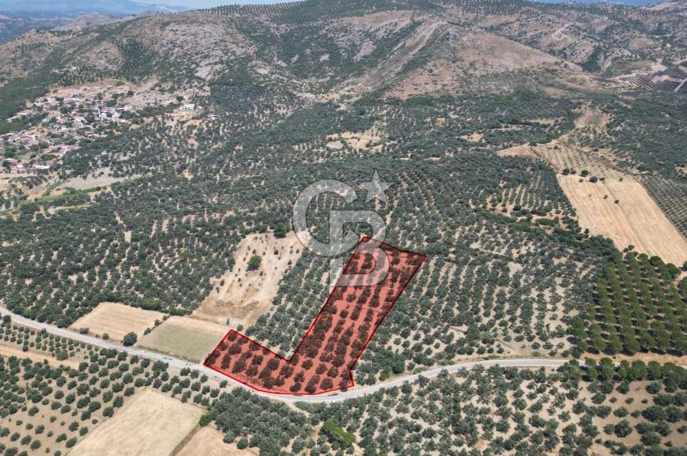 Ayvalık Türközü'nde Asfalt Yola Cepheli Satılık Zeytinlik 