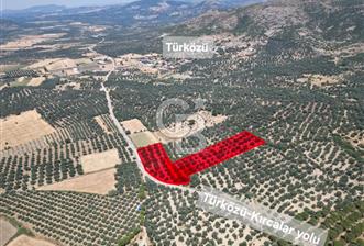 Ayvalık Türközü'nde Asfalt Yola Cepheli Satılık Zeytinlik  - 1 - 357666